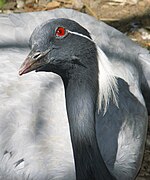 Demoiselle crane