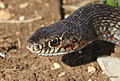 Kara Yılan (Dolichophis jugularis )