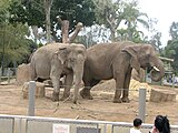 Elephants at San Diego Zoo