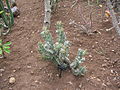 Euphorbia caerulescens (Madeira, Funchal, Botanikus Kert)