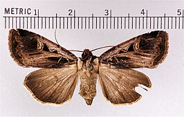 Feltia subgothica