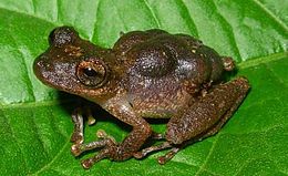 Flectonotus pygmaeus