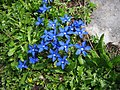 Gentiana verna