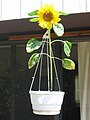 HangingBasketSunflower.jpg