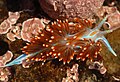 Hermissenda crassicornis found on Docks, rocks, and pilings.[47]