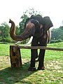 An elephant at the Mudumalai elephant camp