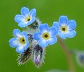 Myosotis ramosissima türü Unutmabeniler.