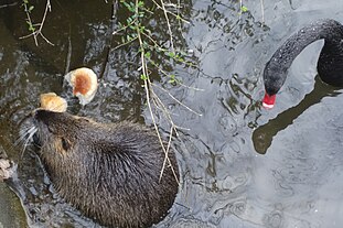 Bisher einzige Nutria und schwarzer Schwan (März 2024)