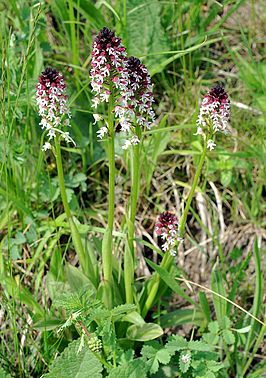 Aangebrande orchis