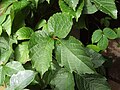 Parthenocissus semicordata/P. himalayana