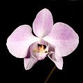 Phalaenopsis sanderiana flower