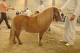 Shetland pony op een keuring