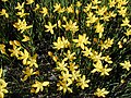 Zephyranthes citrina