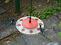 White-necked jacobins