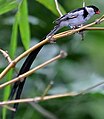 male in breeding plumage