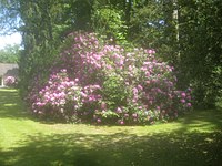 Große Wiese hinter der Feierhalle.