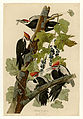 111. Pileated Woodpecker