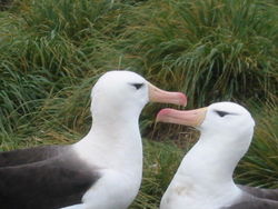 Albatrosar