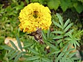 Gammaeule Autographa gamma