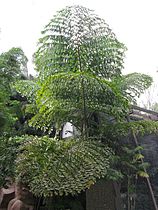 Πτεροειδή (bipinnate) φύλλα από το είδος του φοίνικα του γένους Caryota.