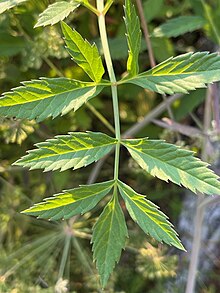 Cicuta douglasii, close-up showing part of leaf.