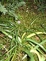 Colchicum montanum leaves & seedbox