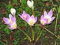 Colchicum speciosum