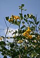 Blasenstrauch (Colutea arborescens)