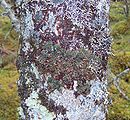 Reddish liverwort Frullania asagrayana on a tree in Newfoundland, with the lichen Erioderma pedicellatum growing on top of it.