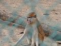 Husarenaffe Patas Monkey