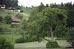 Winterlinde (Tilia cordata)