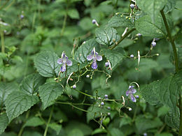 Caryopteris divaricata