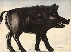 Cinghiale