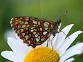 Baldrian-Scheckenfalter (Melitaea diamina)