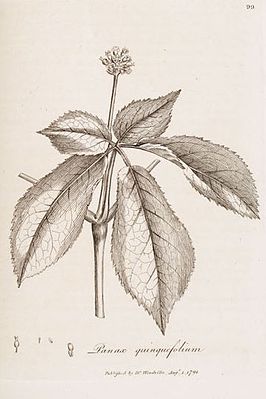 Panax quinquefolius