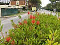 1: Unidentified Callistemon