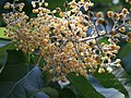 Detail of flower panicle (also Strasbourg Botanic Garden)