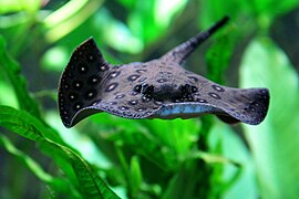 Ocellate river stingray (Potamotrygon motoro)