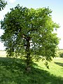 Weeping English Oak Quercus robur 'Pendula', Hillersdon House.