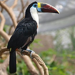 Fehértorkú tukán (Ramphastos tucanus)