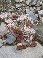 Sedum album