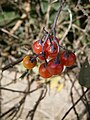 Solanum dulcamara fruits