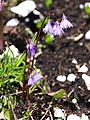 Soldanella_alpina