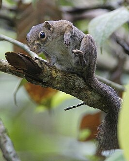 Sundasciurus tenuis