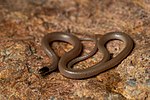 Tantilla hobartsmithii in El Paso County, Texas