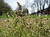 Meadow grass heads