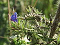 Umgebung: Echium vulgare