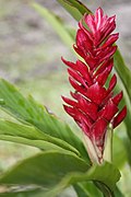 Etlingera metriocheilos