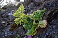 Aeonium canariense