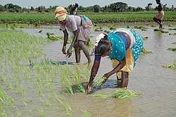 గ్రామం లోని పొలాల్లో నాట్లు వేస్తున్న రైతులు